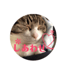 猫のきもち①（個別スタンプ：8）