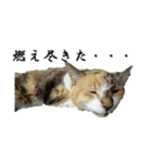 猫学部教授 山田モフ夫（個別スタンプ：13）