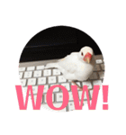私の文鳥スタンプ②（個別スタンプ：1）