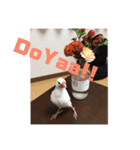 私の文鳥スタンプ②（個別スタンプ：2）