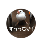 私の文鳥スタンプ②（個別スタンプ：3）