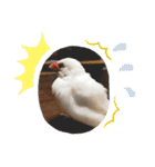 私の文鳥スタンプ②（個別スタンプ：4）