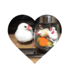 私の文鳥スタンプ②（個別スタンプ：6）