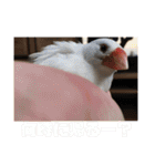 私の文鳥スタンプ②（個別スタンプ：8）