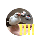 私の文鳥スタンプ②（個別スタンプ：9）