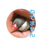 私の文鳥スタンプ②（個別スタンプ：13）