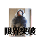 私の文鳥スタンプ②（個別スタンプ：15）