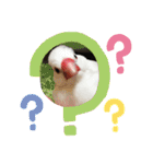 私の文鳥スタンプ②（個別スタンプ：21）