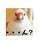 私の文鳥スタンプ②（個別スタンプ：22）