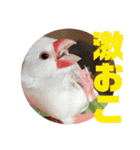 私の文鳥スタンプ②（個別スタンプ：23）