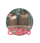 私の文鳥スタンプ②（個別スタンプ：31）