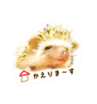 ハリネズミのノア＆カミー★2（個別スタンプ：1）