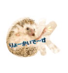 ハリネズミのノア＆カミー★2（個別スタンプ：2）