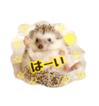 ハリネズミのノア＆カミー★2（個別スタンプ：4）