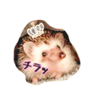 ハリネズミのノア＆カミー★2（個別スタンプ：14）
