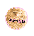 ハリネズミのノア＆カミー★2（個別スタンプ：15）