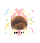 胴長トイプー（個別スタンプ：5）