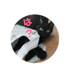黒猫ちょこ（個別スタンプ：1）