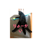 黒猫ちょこ（個別スタンプ：2）