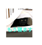 黒猫ちょこ（個別スタンプ：3）
