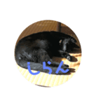黒猫ちょこ（個別スタンプ：4）