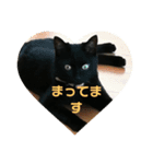 黒猫ちょこ（個別スタンプ：5）
