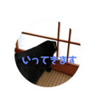 黒猫ちょこ（個別スタンプ：7）