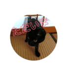 黒猫ちょこ（個別スタンプ：8）