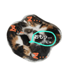 イエネコ日和（個別スタンプ：1）