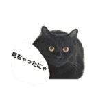 イエネコ日和（個別スタンプ：6）