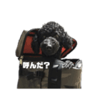 トイプードルのクゥ君②（個別スタンプ：5）