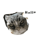 ふきげん猫ちび ver 2（個別スタンプ：1）