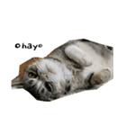 ふきげん猫ちび ver 2（個別スタンプ：7）