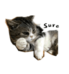 ふきげん猫ちび ver 2（個別スタンプ：8）