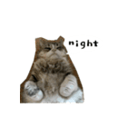 ふきげん猫ちび ver 2（個別スタンプ：9）