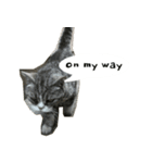 ふきげん猫ちび ver 2（個別スタンプ：10）