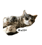 ふきげん猫ちび ver 2（個別スタンプ：12）