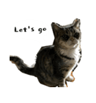 ふきげん猫ちび ver 2（個別スタンプ：13）