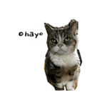 ふきげん猫ちび ver 2（個別スタンプ：17）