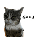 ふきげん猫ちび ver 2（個別スタンプ：19）