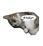 ふきげん猫ちび ver 2（個別スタンプ：20）