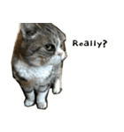 ふきげん猫ちび ver 2（個別スタンプ：22）