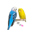 ピッピコスタンプ❣セキセイインコの日常（個別スタンプ：7）