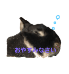 うぉるちゃん（個別スタンプ：7）