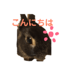 うぉるちゃん（個別スタンプ：11）