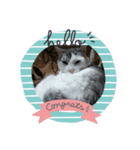 ビリー猫のstamp（個別スタンプ：1）