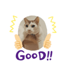 ビリー猫のstamp（個別スタンプ：4）