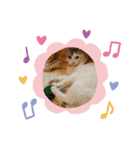 ビリー猫のstamp（個別スタンプ：5）