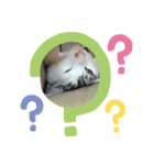 ビリー猫のstamp（個別スタンプ：7）