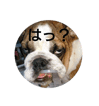 福丸スタンプ（個別スタンプ：11）